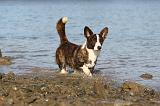 CORGI CARDIGAN 173